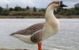 mơ thấy con ngỗng